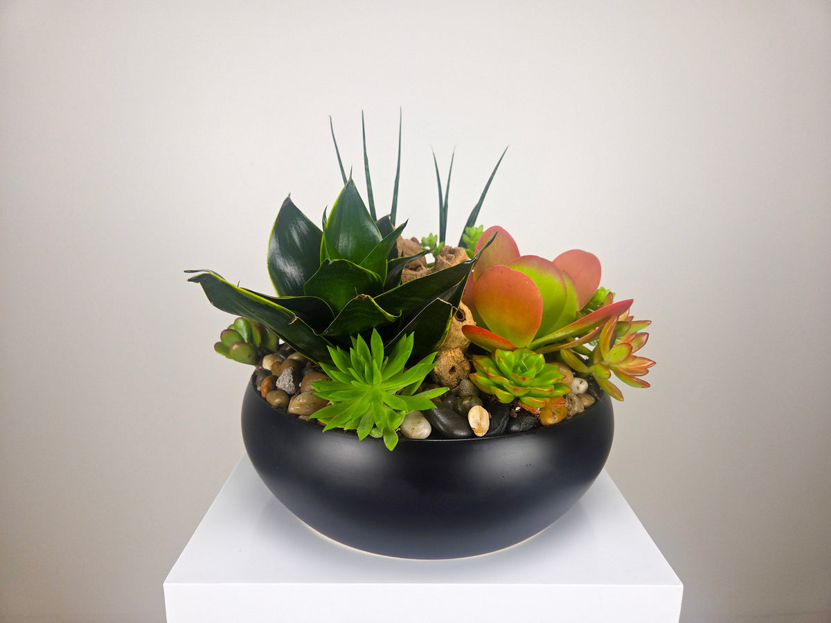 All Orchids & Plants