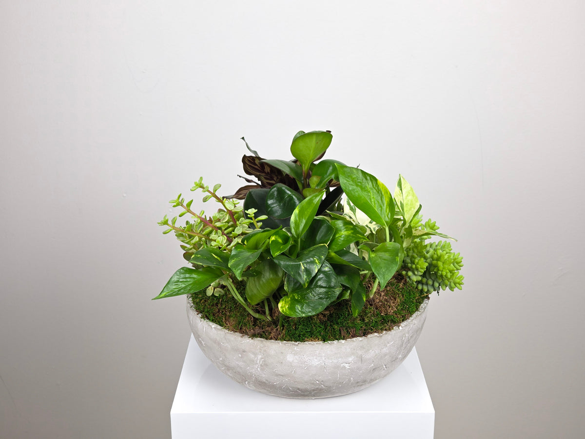 Fertile Green