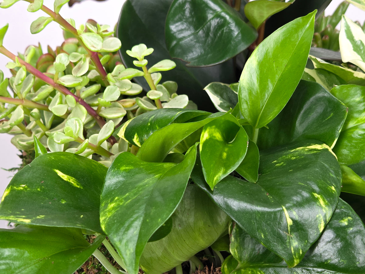 Fertile Green