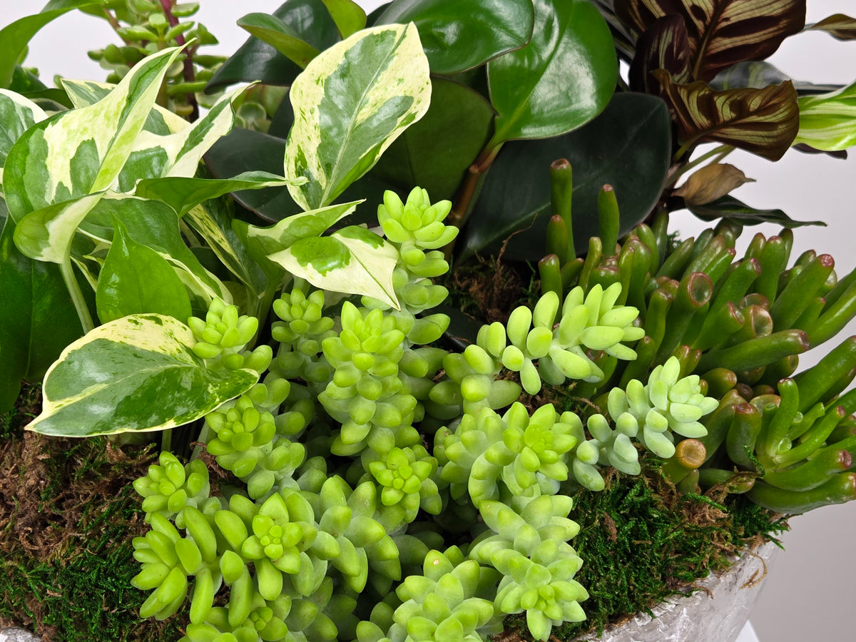 Fertile Green