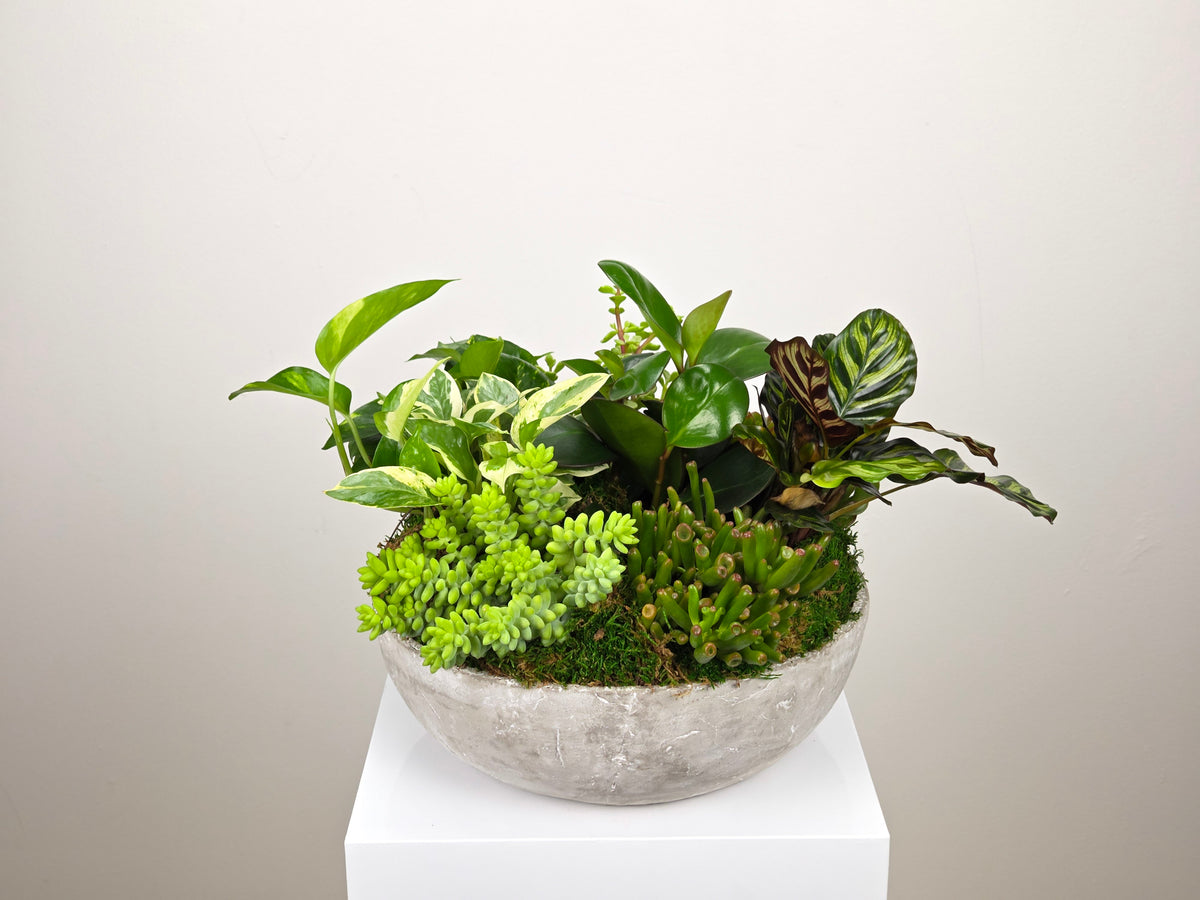 Fertile Green