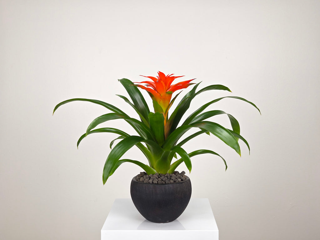 Plant Subscription