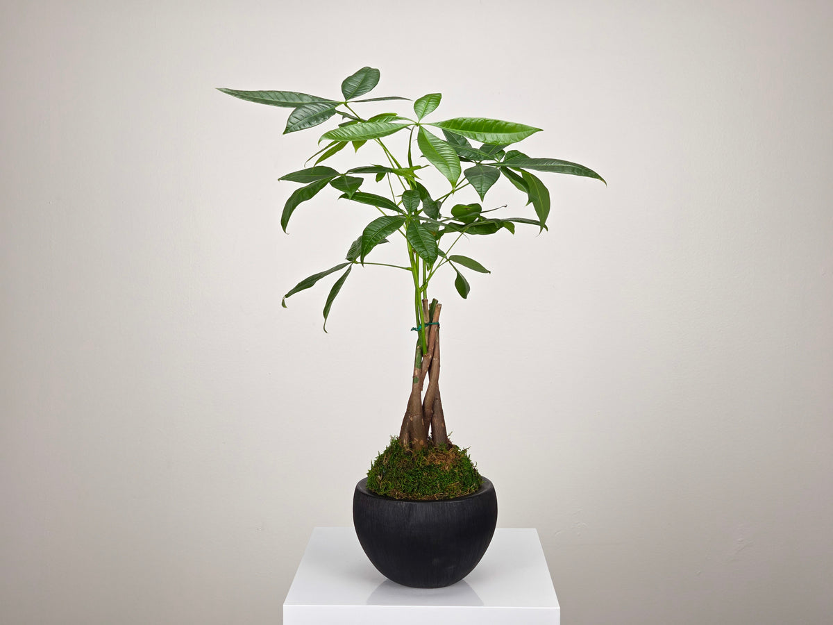 Plant Subscription