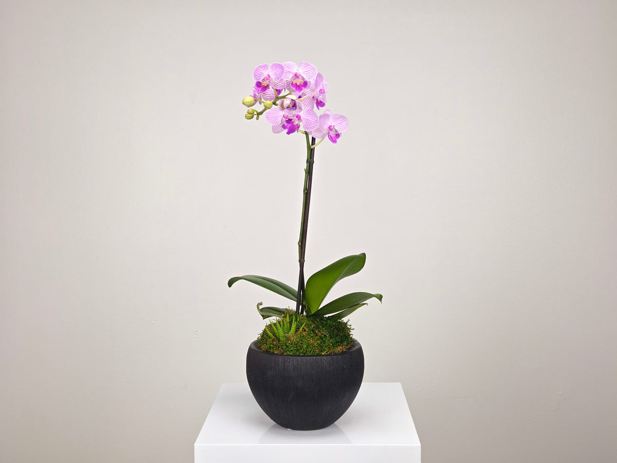 Plant Subscription