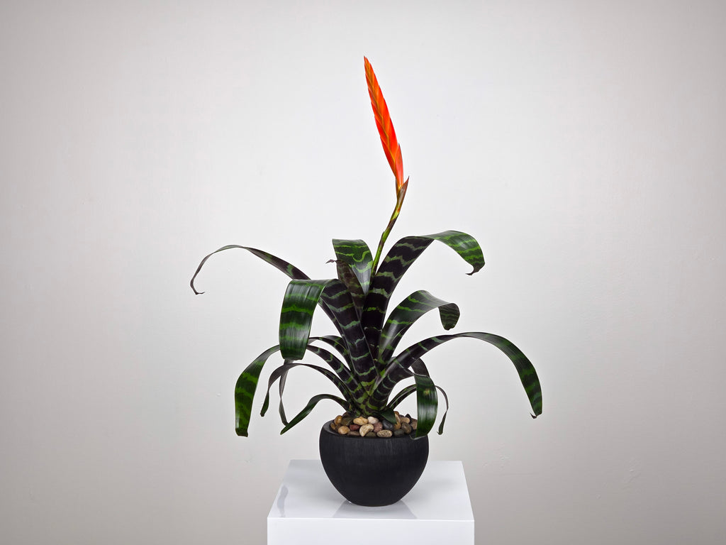 Plant Subscription
