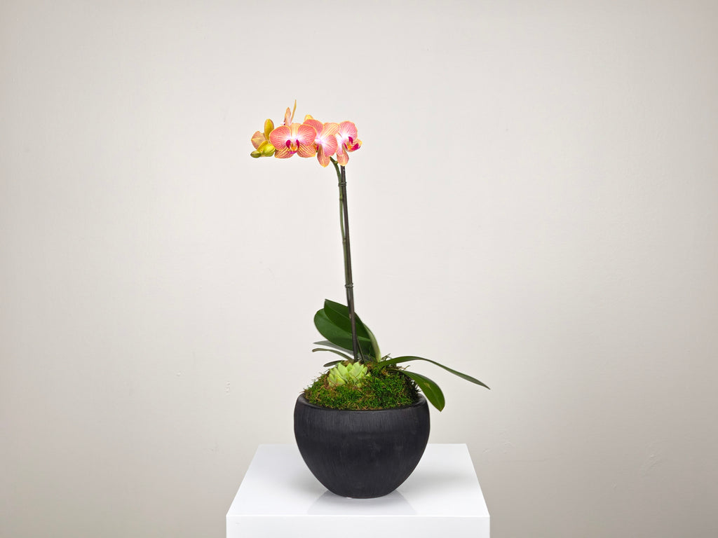 Plant Subscription