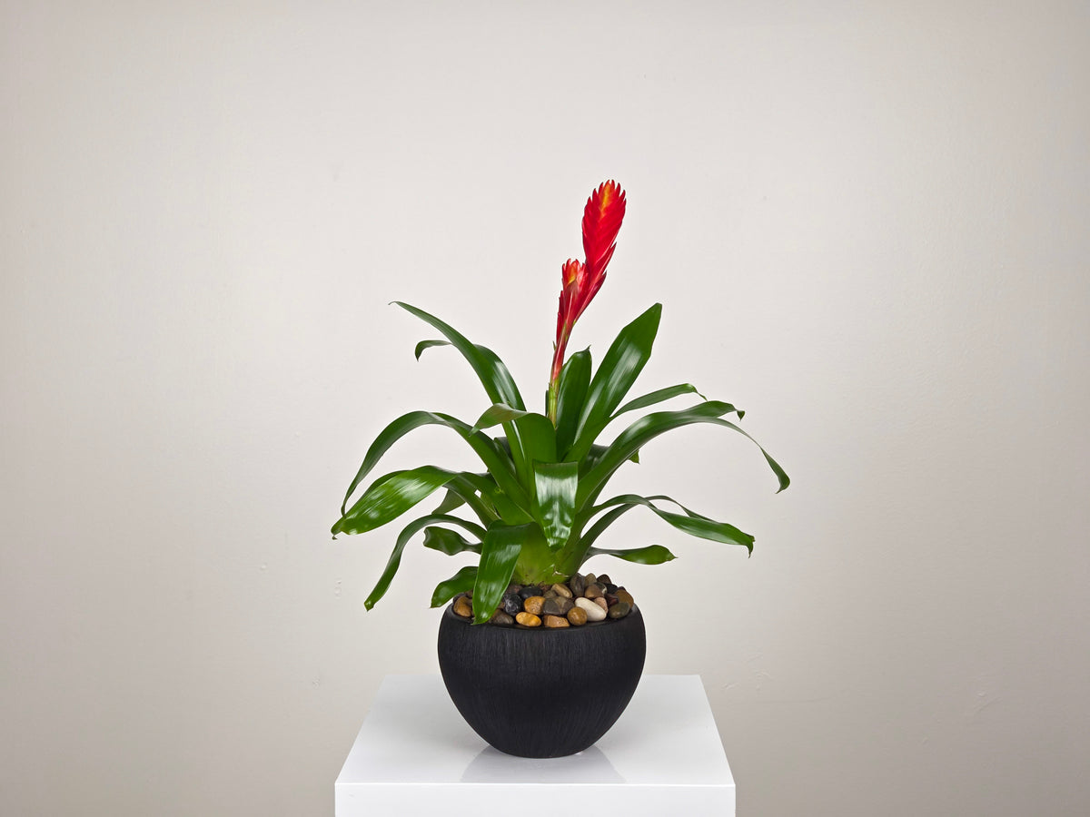 Plant Subscription