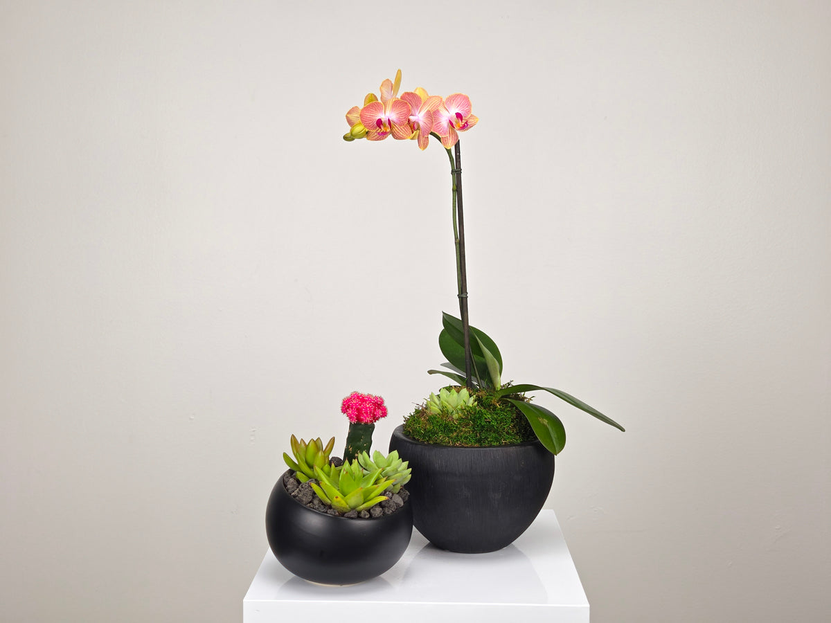 Plant Subscription